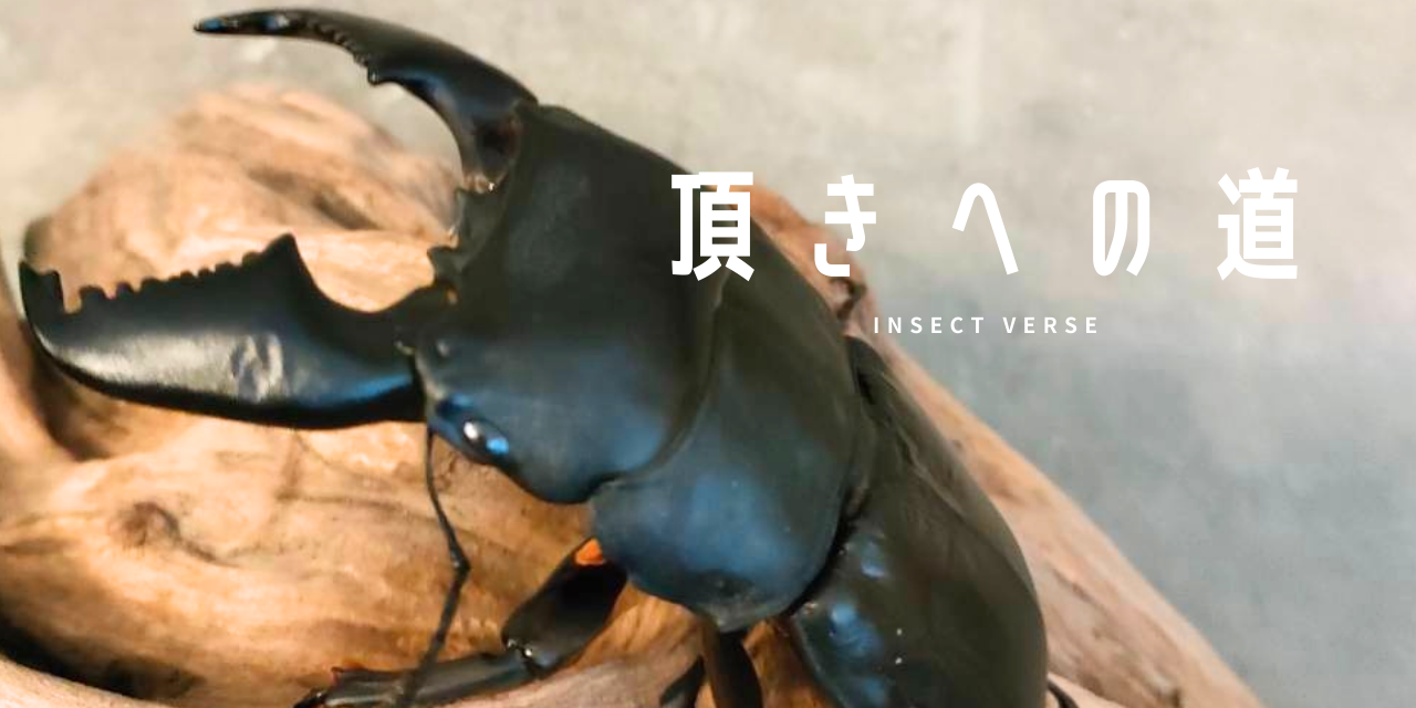 INSECT VERSE / カブトムシ・クワガタ飼育用品専門店